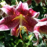 Lily garden - jak zasadit a pečovat o květinu v zemi